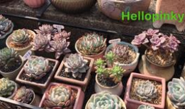 肉视频,揭秘美食背后的故事与制作工艺